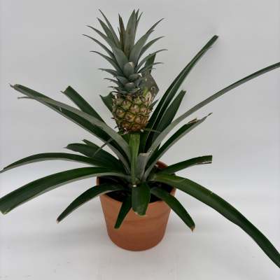 Potted pineapple plant with a small fruit and long spiky leaves