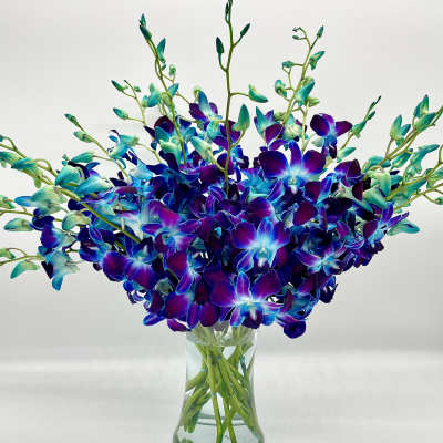 Cool Blue