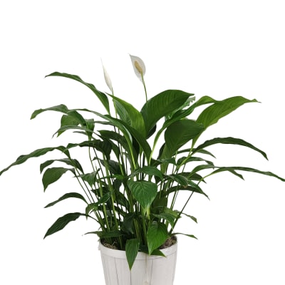 8" Peace Lily Spathiphyllum Plant