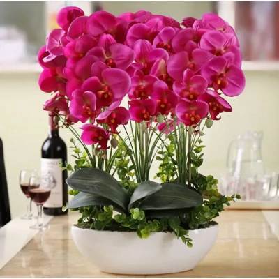 Radiant Orchid Elegance