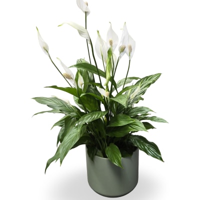 6" Peace Lily Spathiphyllum Plant
