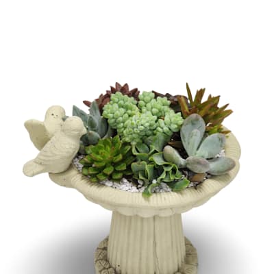 Small Bird Bath Succulent Planter