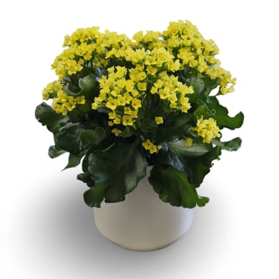 6" Kalanchoe Plant