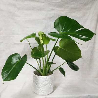 6" Philodendron Plant