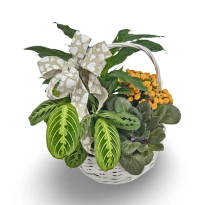 Basket Garden