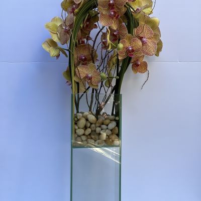 Orchid Zeus