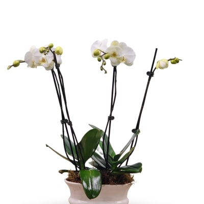 White orchid plant in a cream ceramic pot