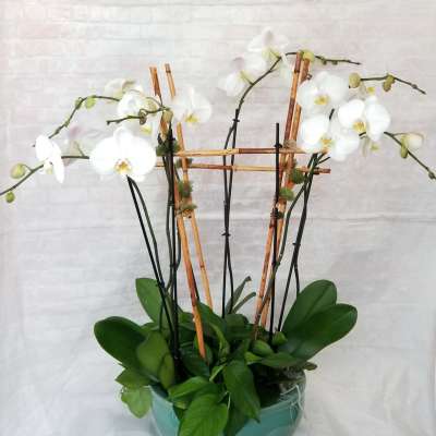 White orchids in a teal pot with bamboo stakes