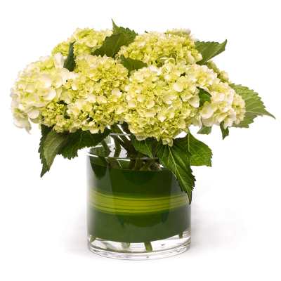 White hydrangeas arranged in a green glass vase