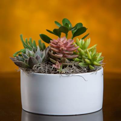 Succulent arrangement in a white oval planter