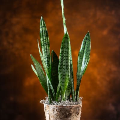 Potted snake plant in a birch bark container