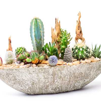 Assorted cacti and succulents in a shallow stone planter