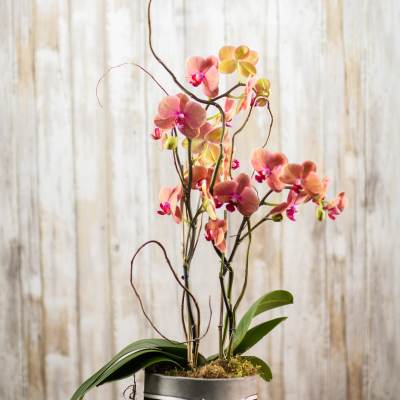 Pink orchids in a gray pot with a striped ribbon