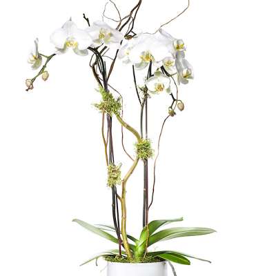 White orchid arrangement in a white cylindrical pot