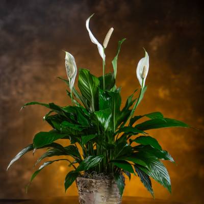 Potted peace lily with white blooms in a birch-style container