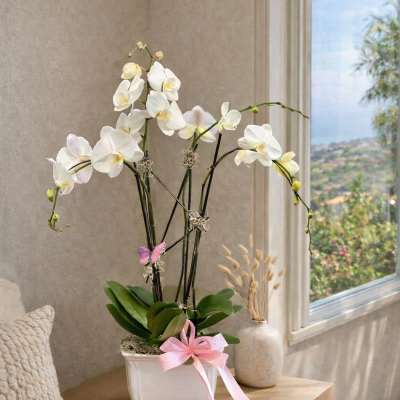 White orchid plant in a white pot with a pink ribbon