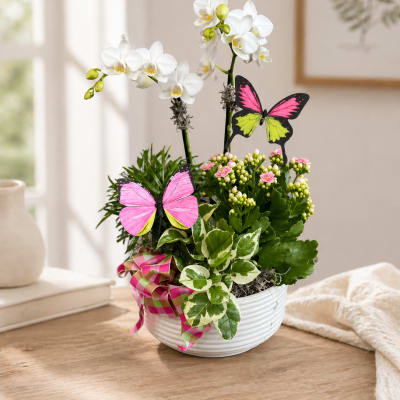 Blooms and Butterfly Garden
