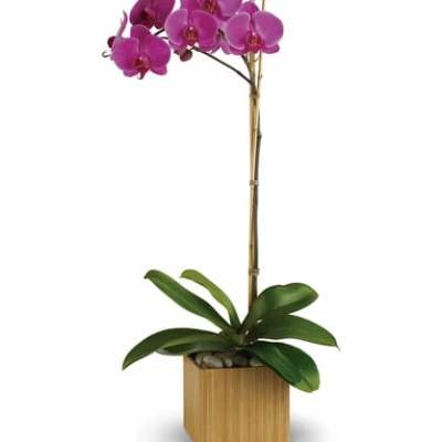 Potted orchid plant with magenta blooms in a square wooden container