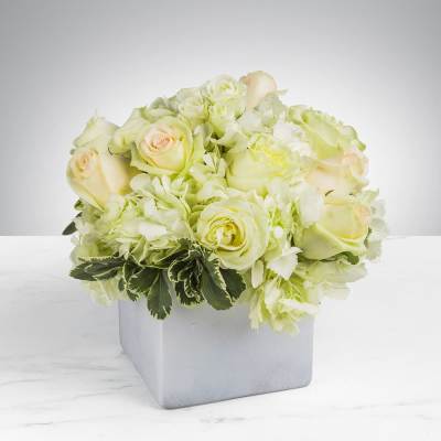 Cream roses and pale hydrangeas in a square white vase