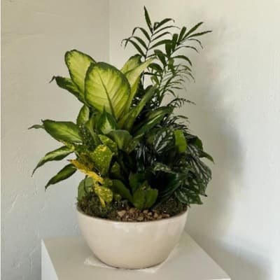 Potted tropical foliage arrangement in a white bowl planter