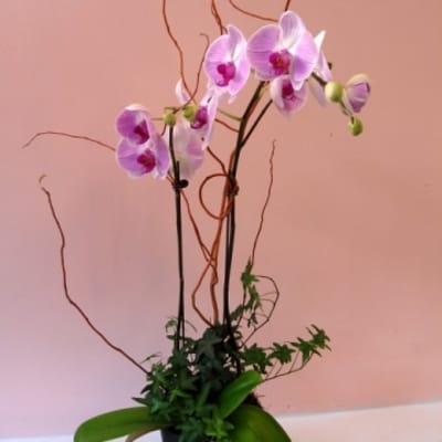 Pink orchids in a black pot with decorative branches
