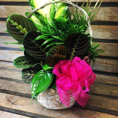 Basket of assorted green plants with a bright pink bow