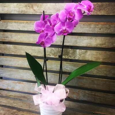 Pink orchid plant in a white pot with a pale pink ribbon