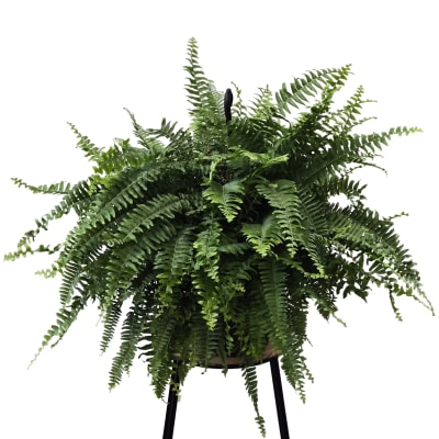 10" Boston Fern