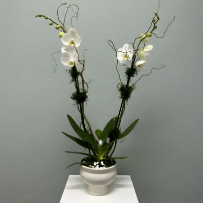 White Phalaenopsis Orchid