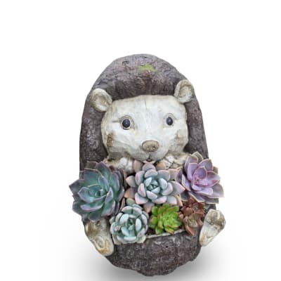 Hedgehog Succulent Planter