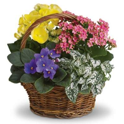 Basket of colorful potted flowering plants with a woven handle