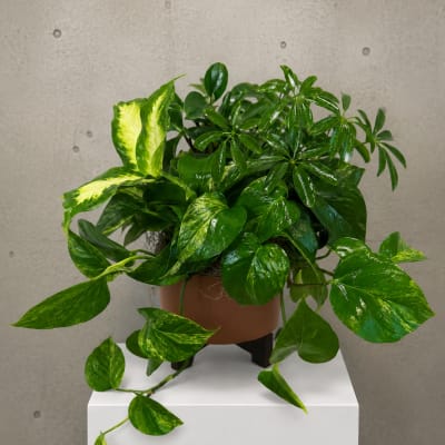 Potted green houseplant with trailing variegated leaves