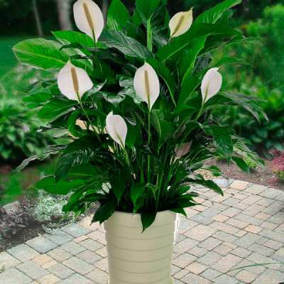 Peace Lily with Top Dressing, Saint Augustine