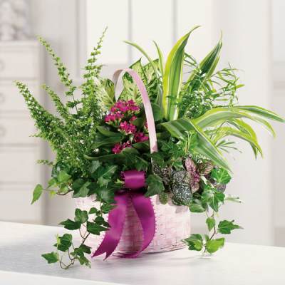 Pink basket arrangement with green plants and small magenta flowers