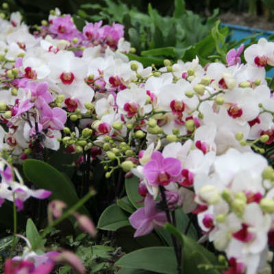 Clusters of white and pink orchids with green buds and broad leaves