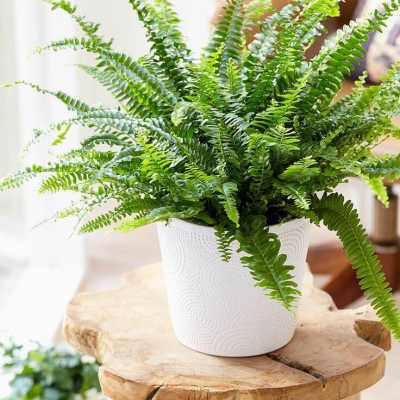 Potted fern in a white textured planter on a wooden stool