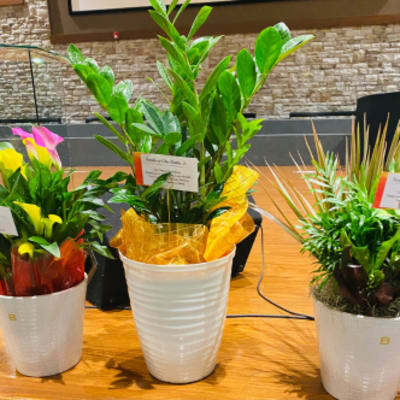 Three potted floral arrangements with calla lilies and greenery in white containers