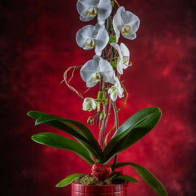 White orchid plant in a red pot with a small heart decoration