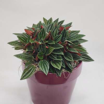 6" Peperomia Rosso Plant