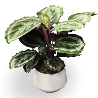 6" Calathea Plant
