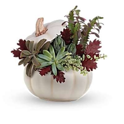 Teleflora's Spooky Succulent Garden