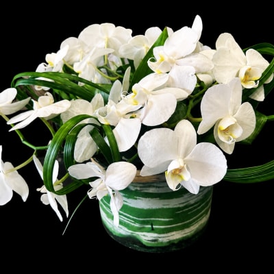 White Orchid Garden