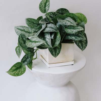 Potted trailing plant with variegated green leaves in a square white planter