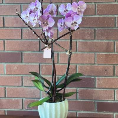 Potted lavender phalaenopsis orchid plant in a white ceramic pot against a brick wall.