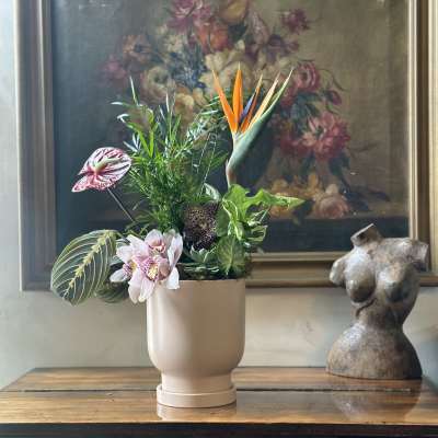 Tropical plant arrangement in a beige pot with bird of paradise and orchids