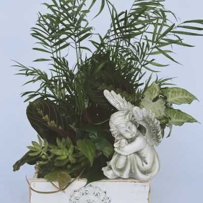 Potted green plant arrangement with a white angel figurine in a decorative box