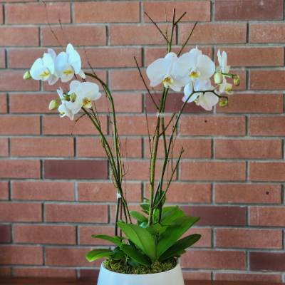 White orchids in a white pot on a wooden surface