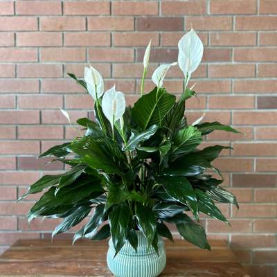Peace lily plant with white blooms in a ribbed light blue ceramic pot on a wooden table.