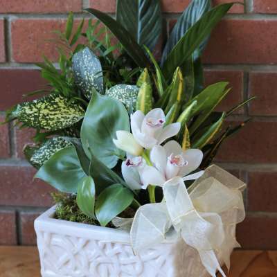Assorted green plants with white cymbidium orchids in a white ceramic planter with sheer bow