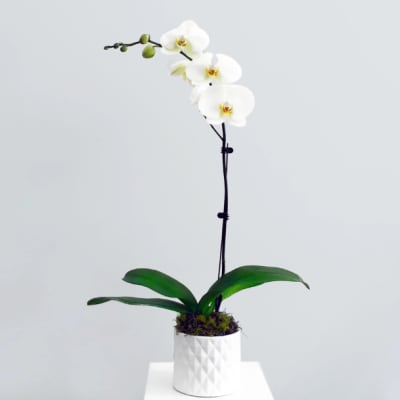 White orchid plant in a textured white pot